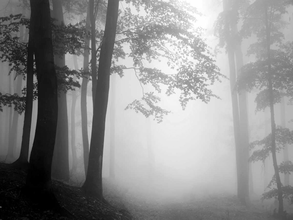 Woods art print by PhotoINC Studio for $57.95 CAD