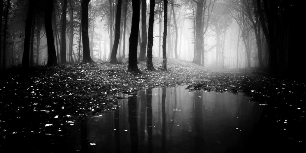 Woods art print by PhotoINC Studio for $57.95 CAD