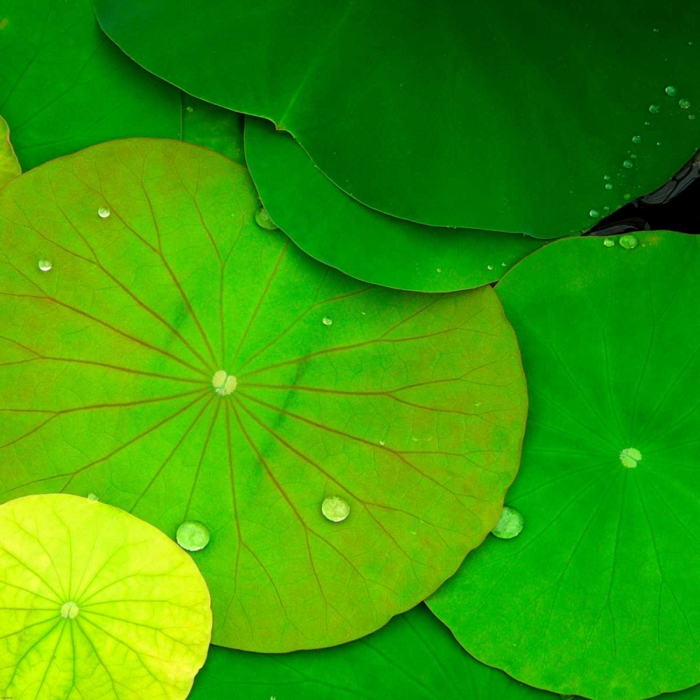 Water Lily art print by PhotoINC Studio for $57.95 CAD