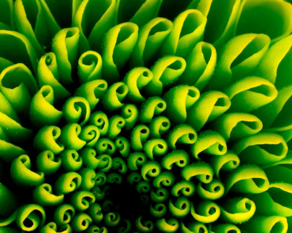 Green Design art print by PhotoINC Studio for $57.95 CAD