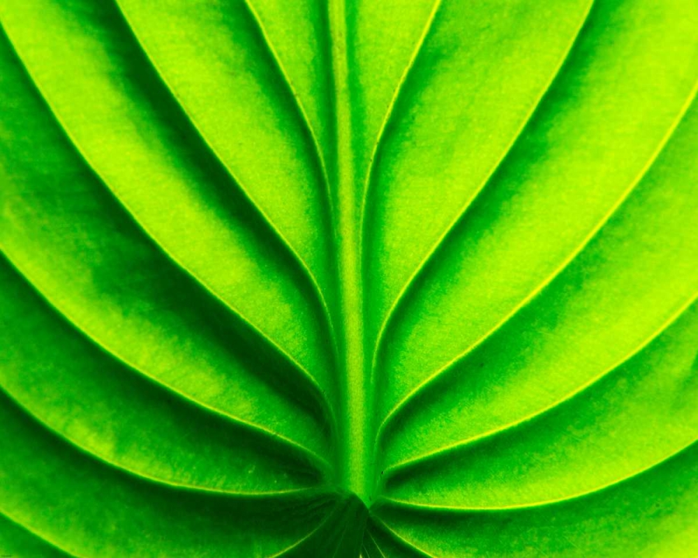 Green Design art print by PhotoINC Studio for $57.95 CAD