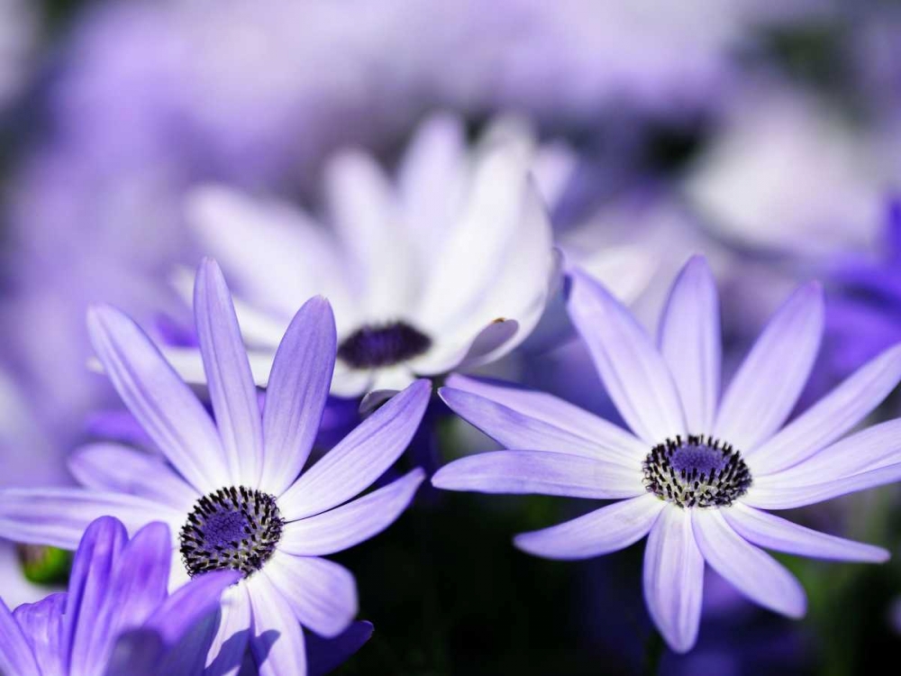 Purple Flowers art print by PhotoINC Studio for $57.95 CAD