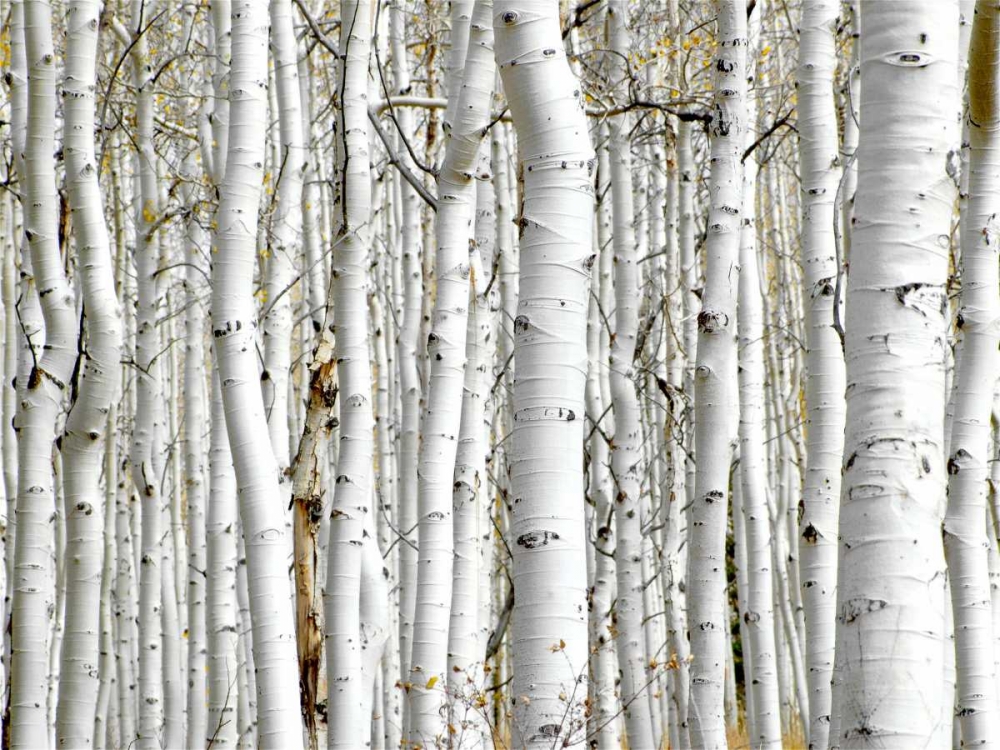 Birch Wood art print by PhotoINC Studio for $57.95 CAD