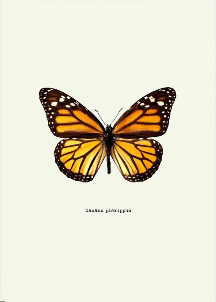 Yellow Butterfly art print by GraphINC for $57.95 CAD