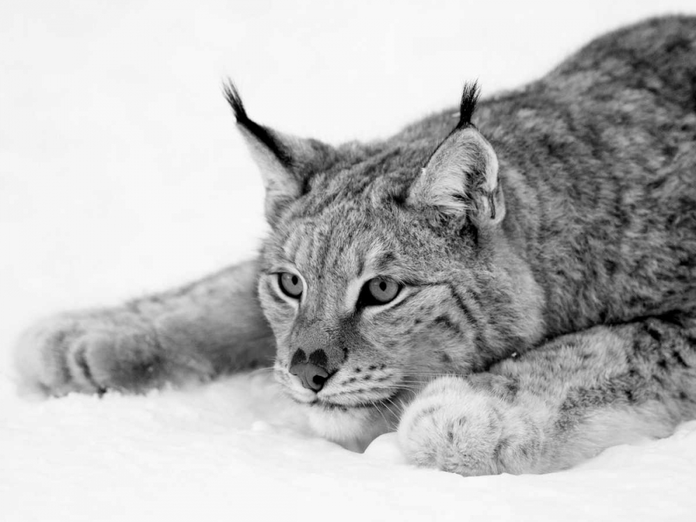 Lynx art print by PhotoINC Studio for $57.95 CAD