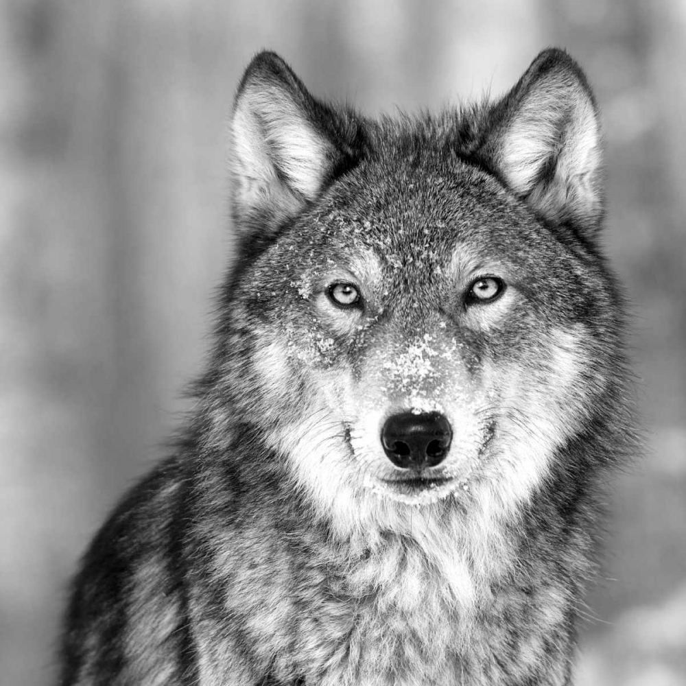 Wolf art print by PhotoINC Studio for $57.95 CAD