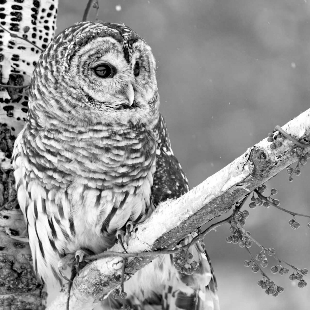 White Owl art print by PhotoINC Studio for $57.95 CAD