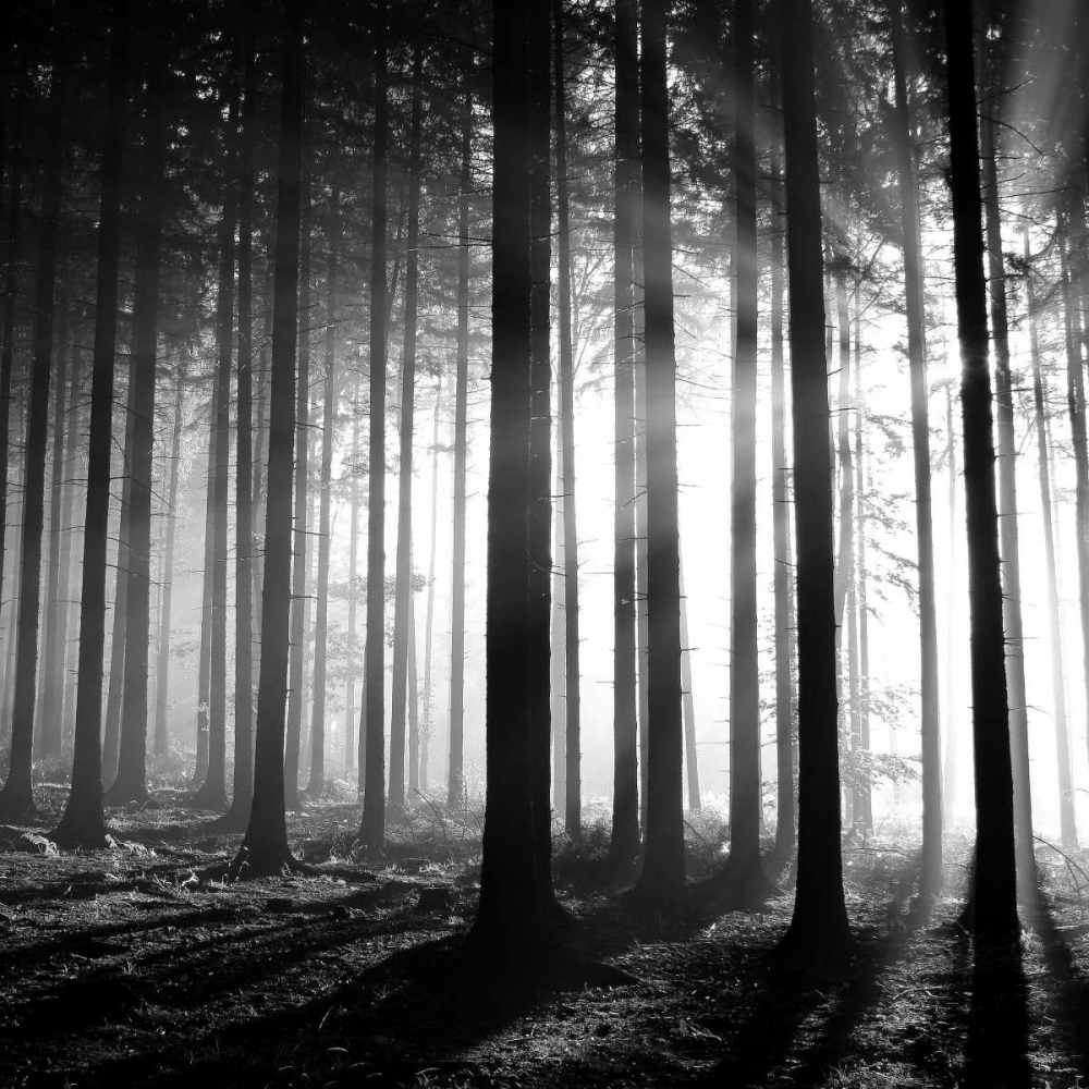 Wood Light art print by PhotoINC Studio for $57.95 CAD