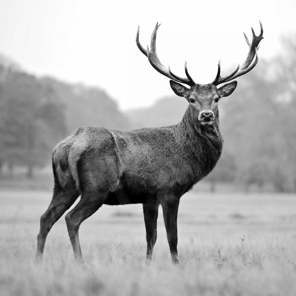 Proud Deer art print by PhotoINC Studio for $57.95 CAD