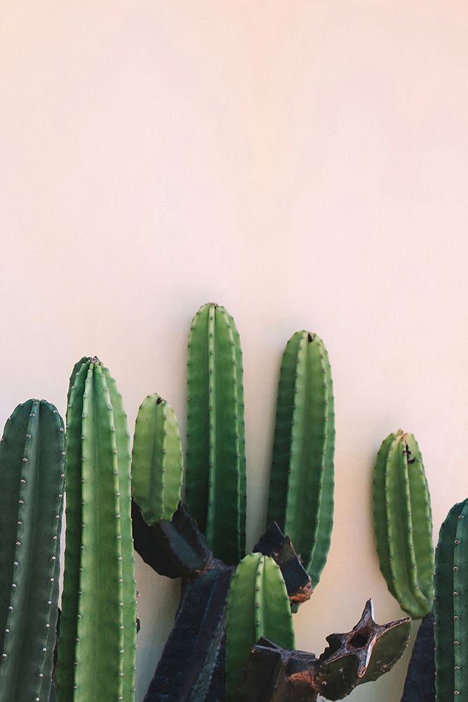 Cactus art print by Incado for $57.95 CAD