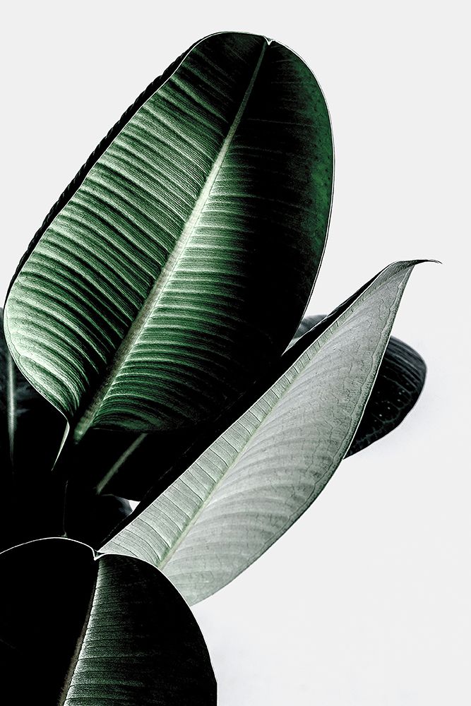 Leaves art print by Incado for $57.95 CAD