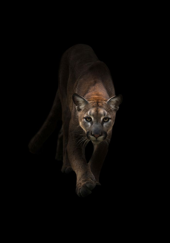 Lion art print by Incado for $57.95 CAD