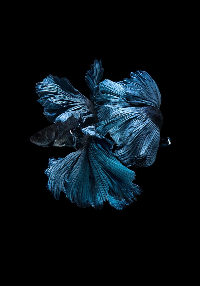 Blue Betta art print by Incado for $57.95 CAD