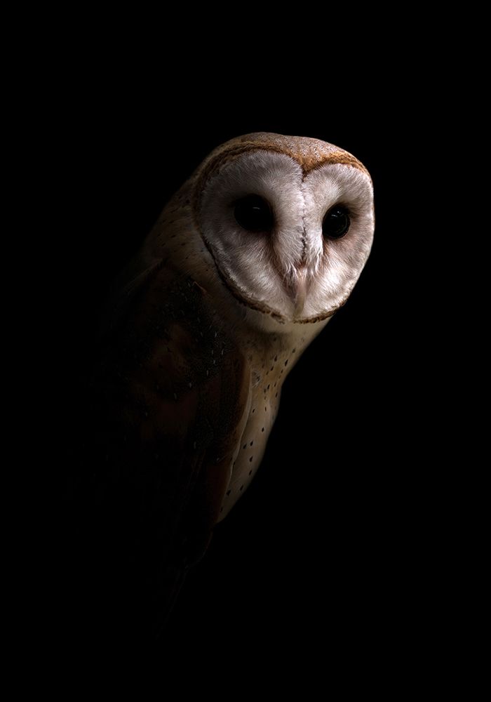 Owl art print by Incado for $57.95 CAD