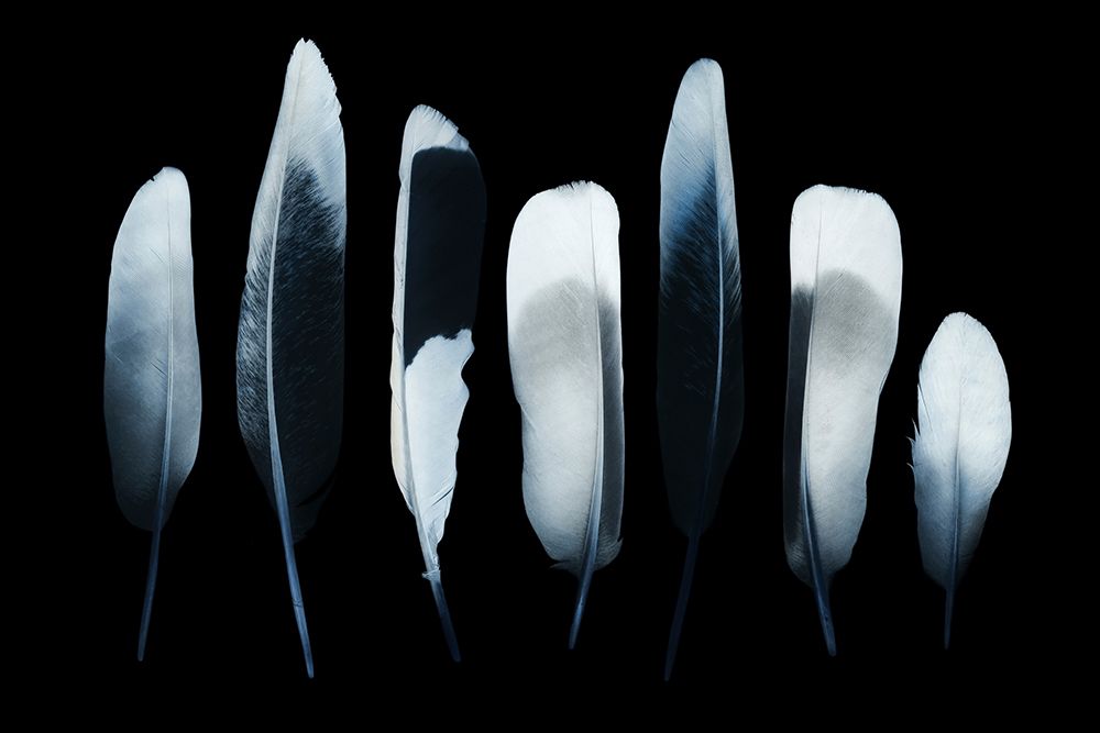 Feathers art print by Incado for $57.95 CAD