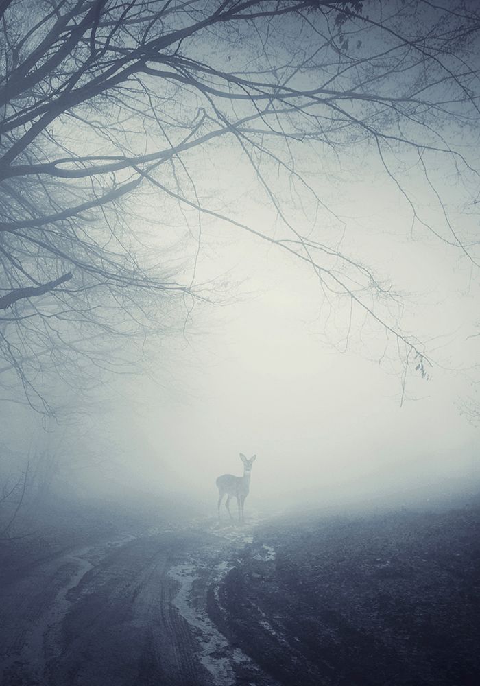 Foggy Morning Hike art print by Incado for $57.95 CAD