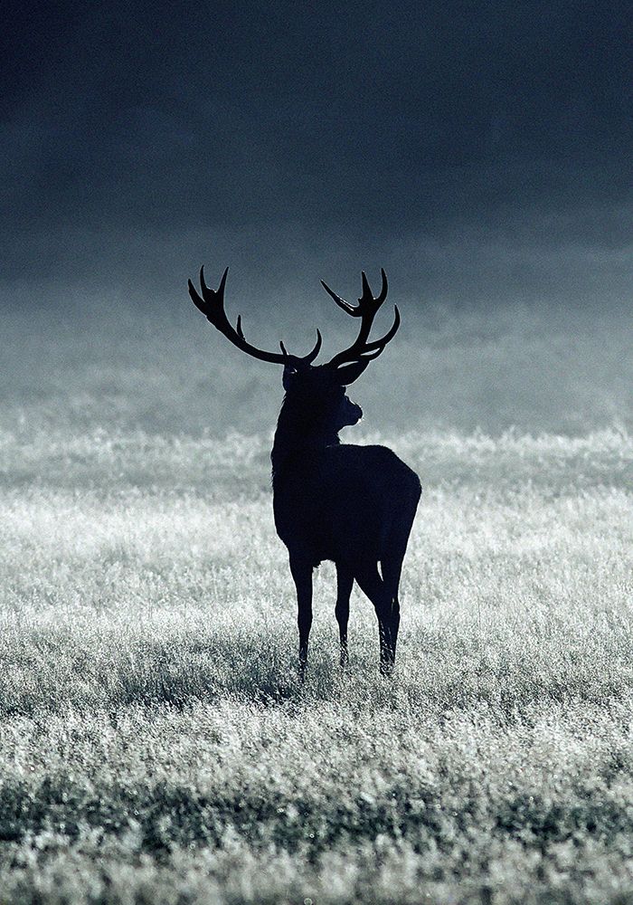 Silhouette Deer art print by Incado for $57.95 CAD