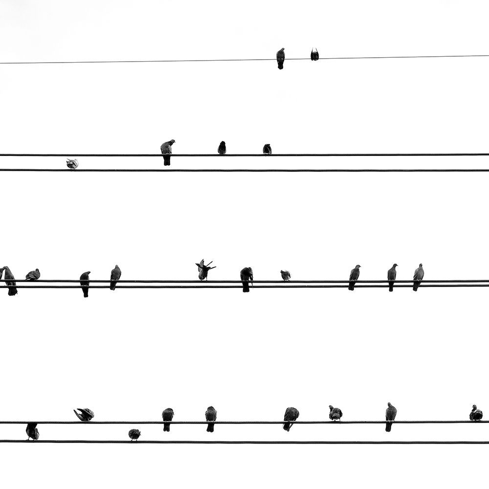 Birds on the Line art print by Incado for $57.95 CAD