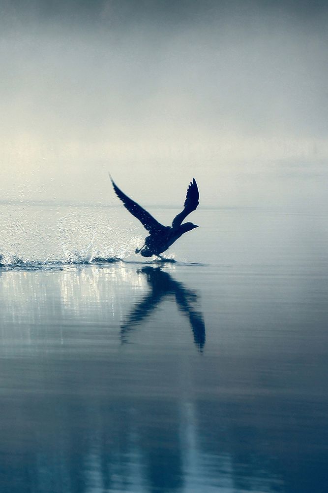 Bird Taking Flight art print by Incado for $57.95 CAD