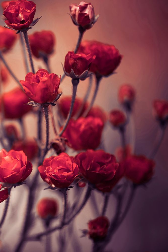 Red Flowers art print by Incado for $57.95 CAD