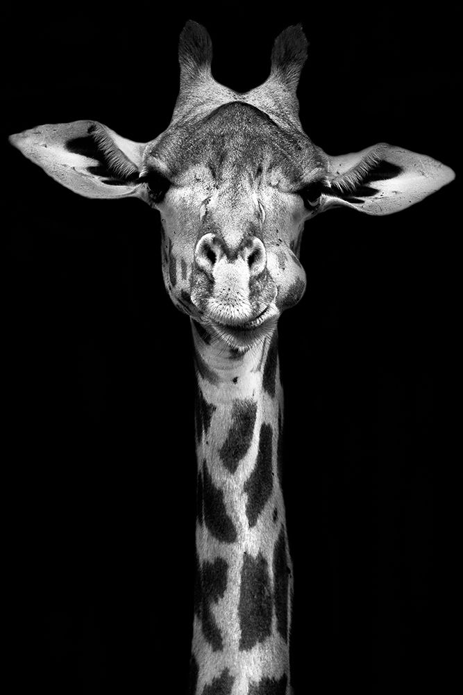 Giraffe art print by Incado for $57.95 CAD