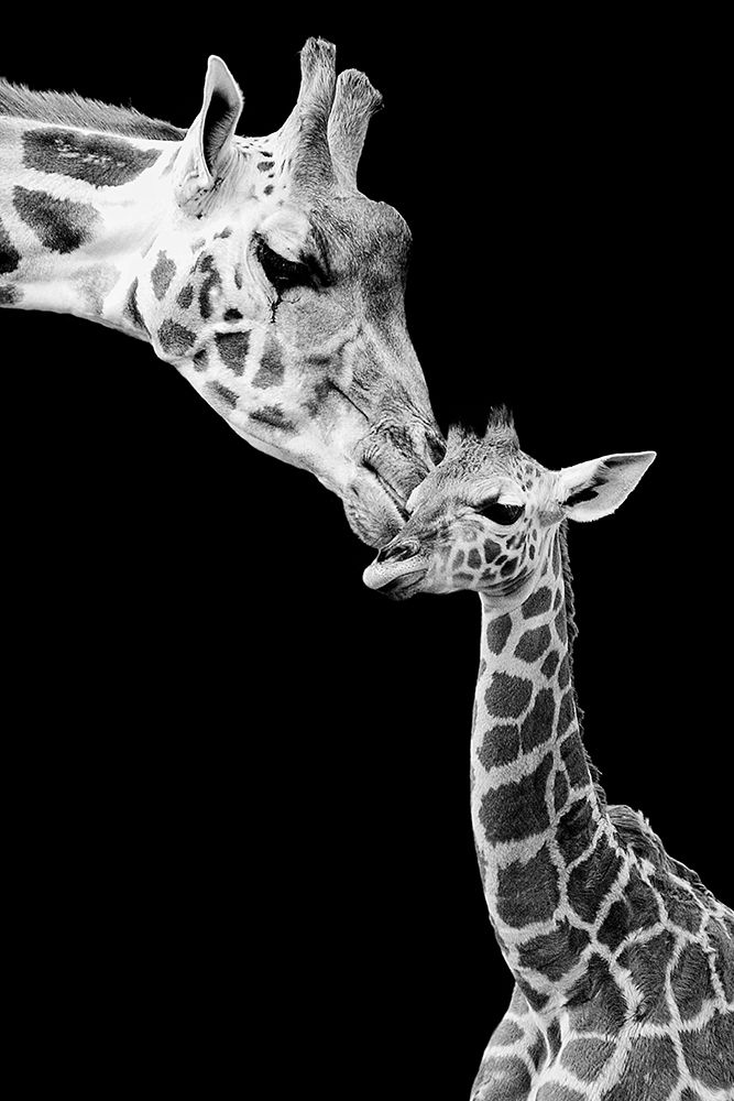 First Love - Giraffe art print by Incado for $57.95 CAD