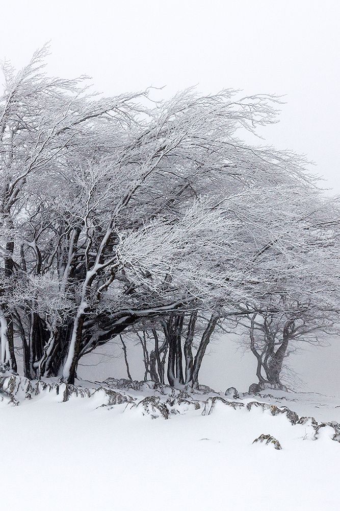 Winter Storm art print by Incado for $57.95 CAD