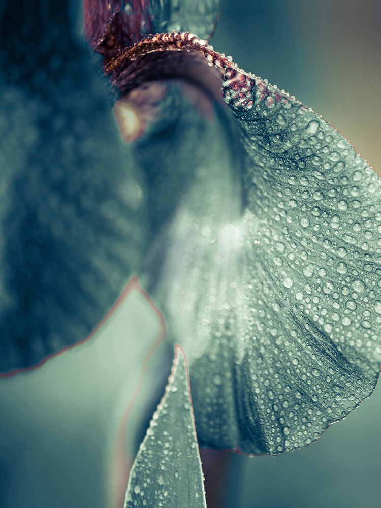 Morning Dew art print by Incado for $57.95 CAD