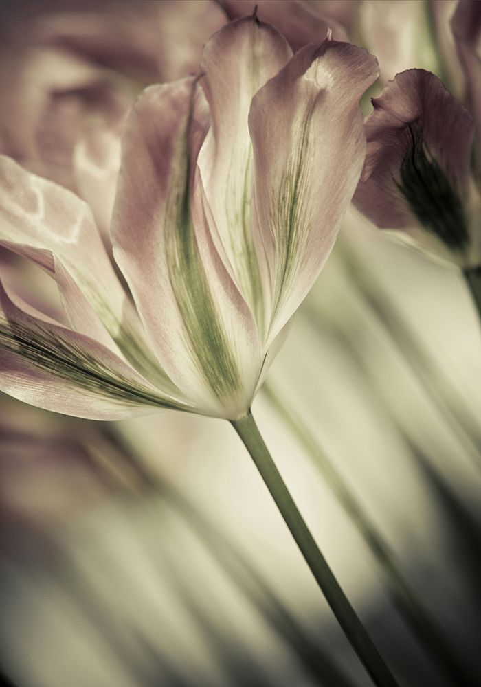 White Stargazers 1 art print by Incado for $57.95 CAD