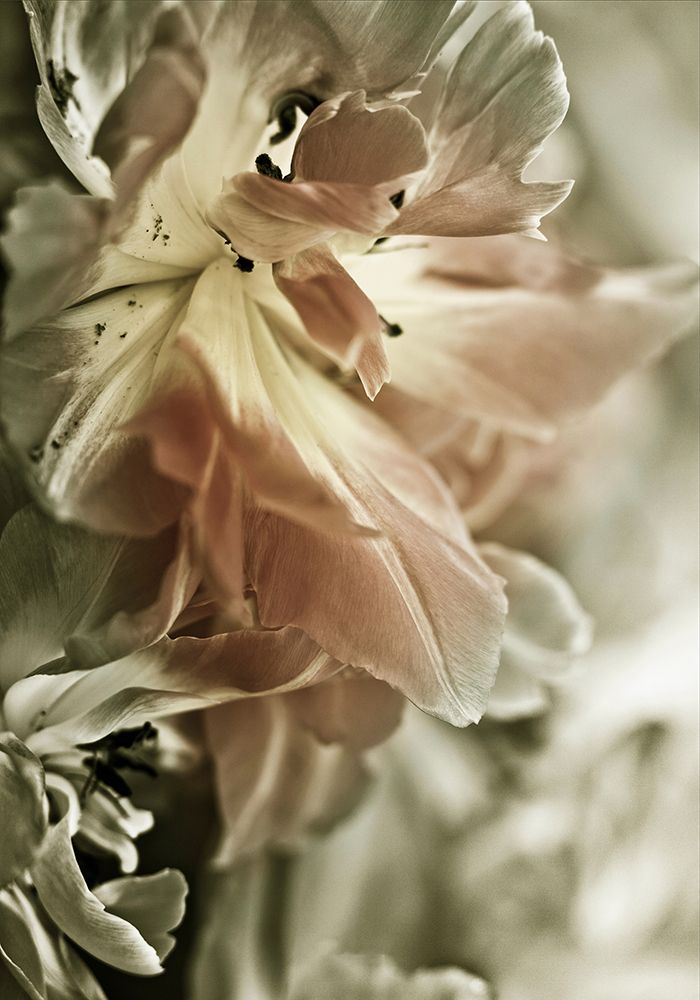 White Stargazers 2 art print by Incado for $57.95 CAD