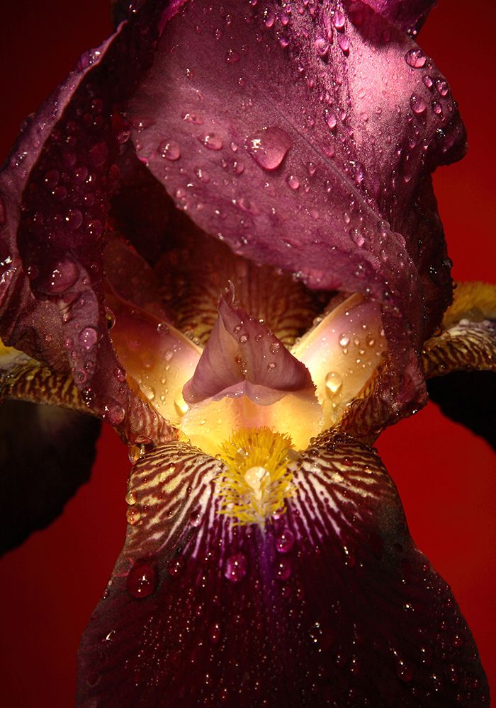 Red Flower art print by Incado for $57.95 CAD