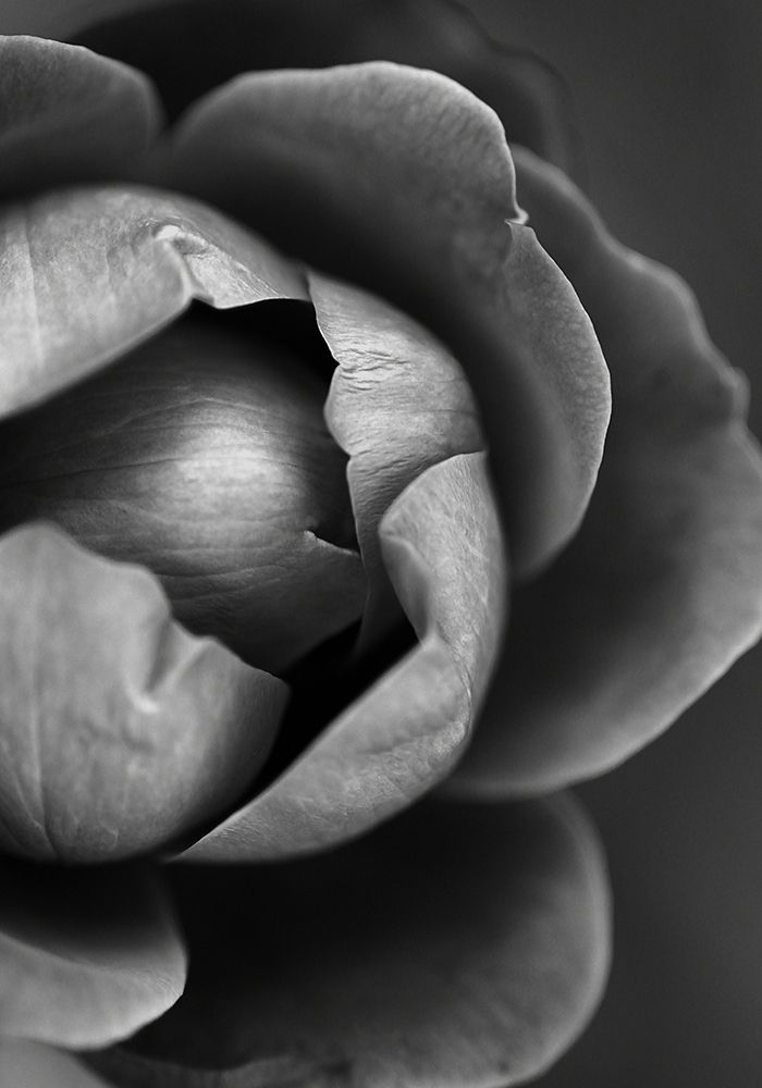Flower Bloom art print by Incado for $57.95 CAD