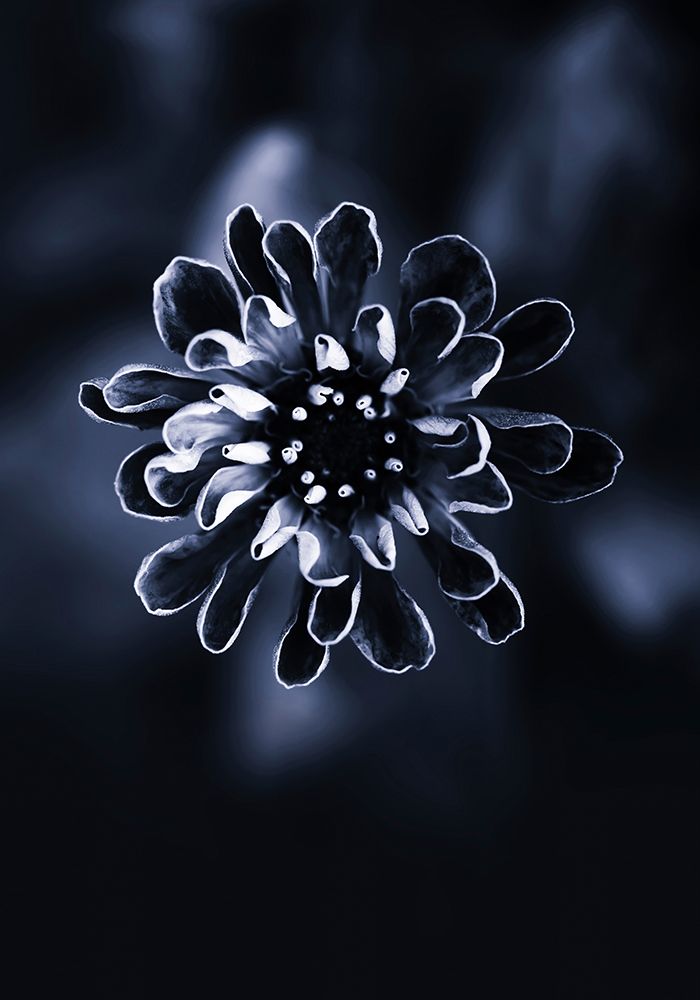 Flower Bloom 2 art print by Incado for $57.95 CAD