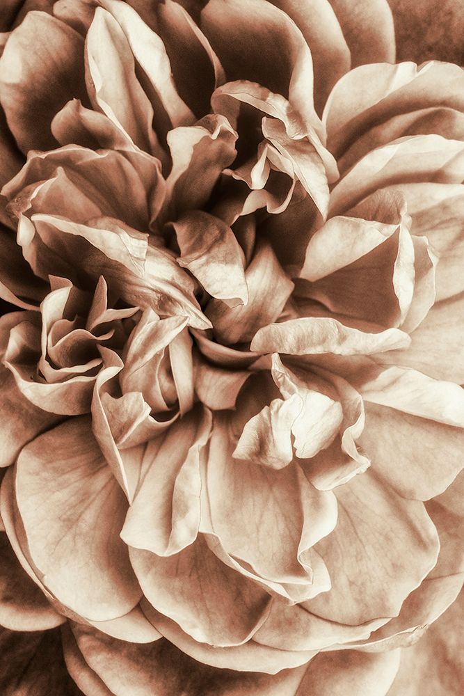 Flower Bloom 3 art print by Incado for $57.95 CAD