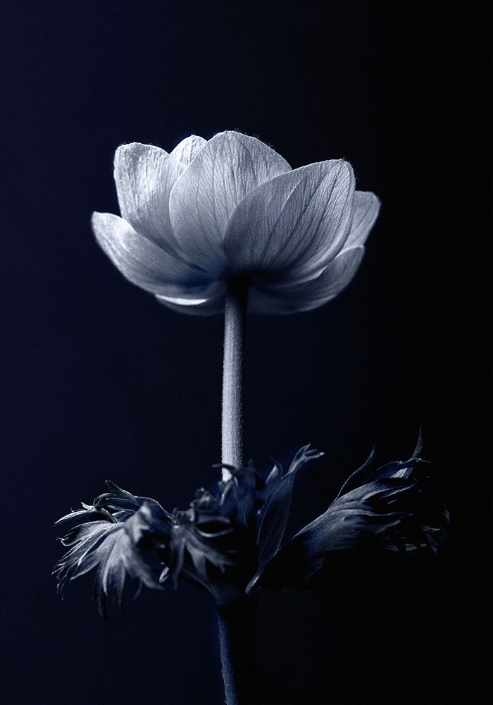 Single Flower art print by Incado for $57.95 CAD