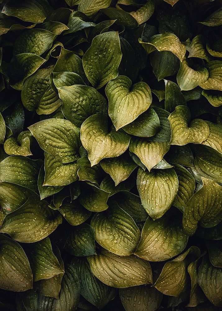 Hostas Leaves art print by Incado for $57.95 CAD