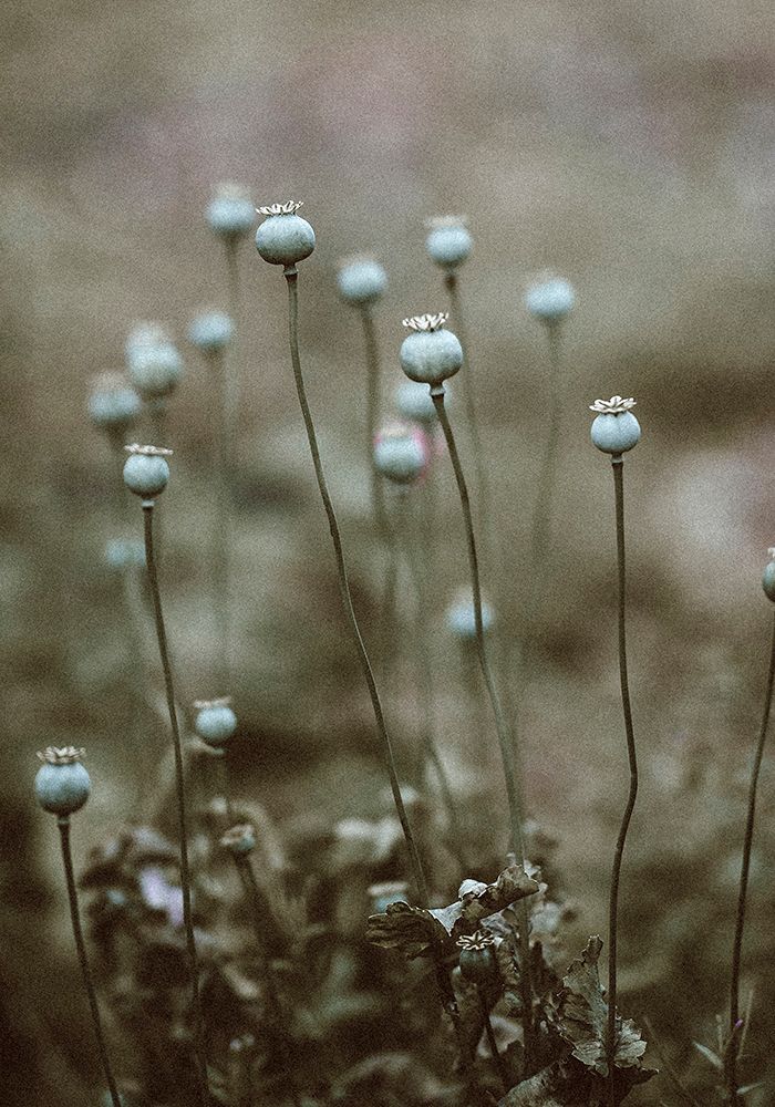 Poppy Pods art print by Incado for $57.95 CAD