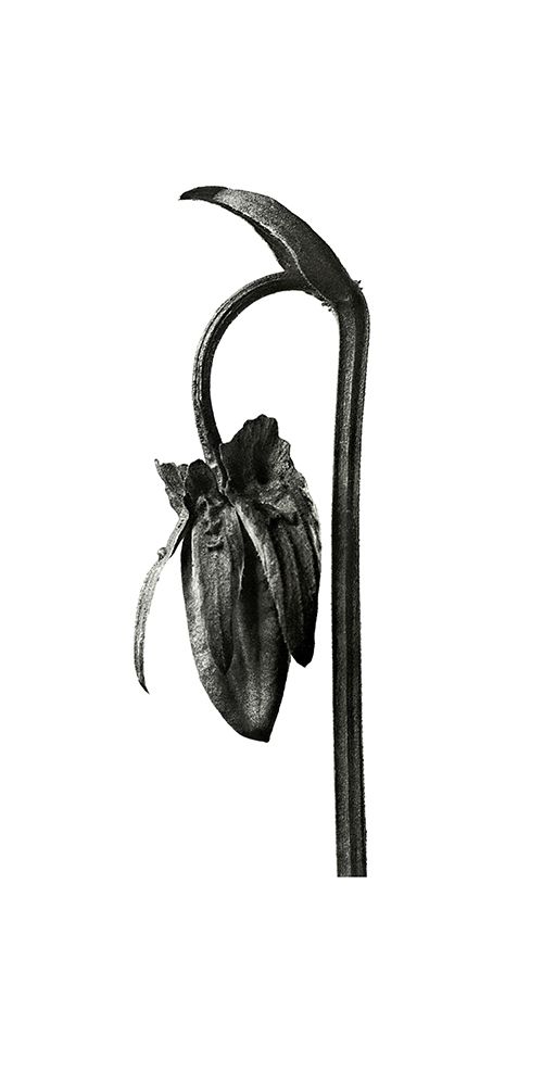 Blossfeldt Botanical No. 2 art print by Incado for $57.95 CAD