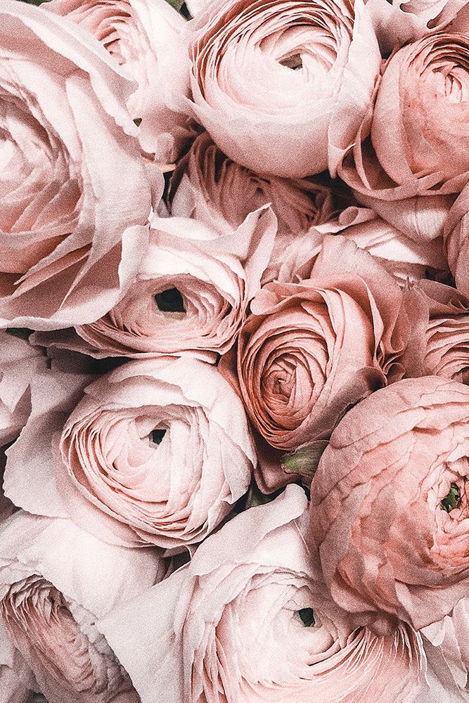 Pink Roses art print by Incado for $57.95 CAD