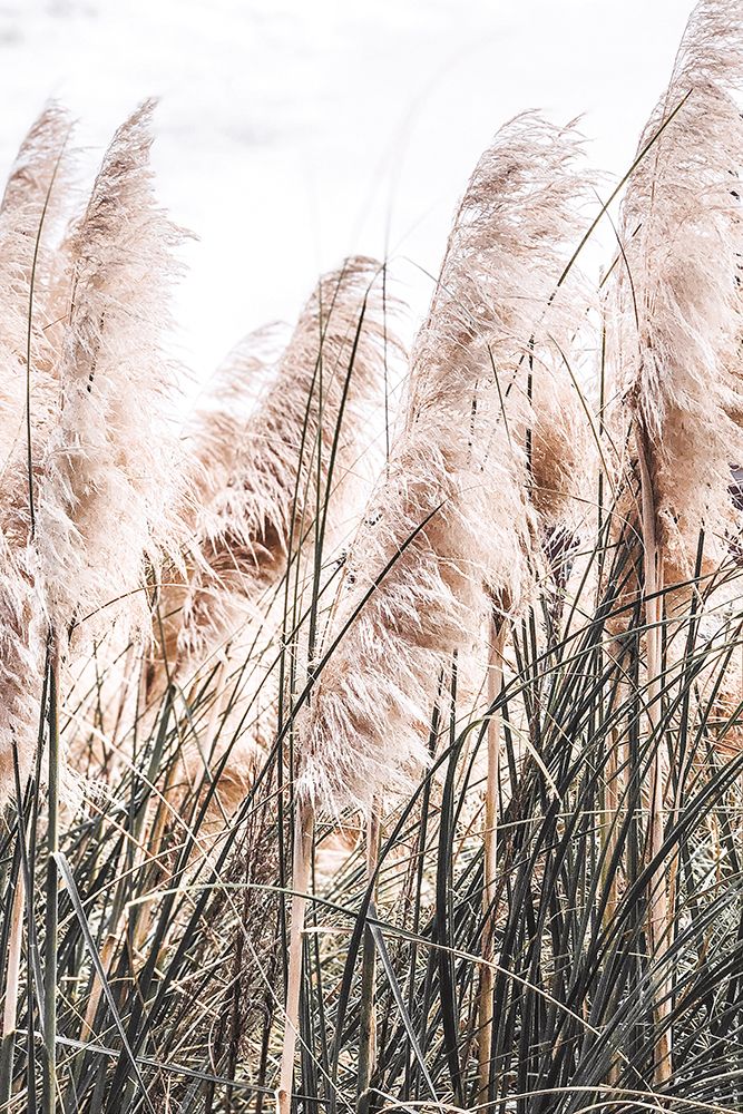 Pampas art print by Incado for $57.95 CAD