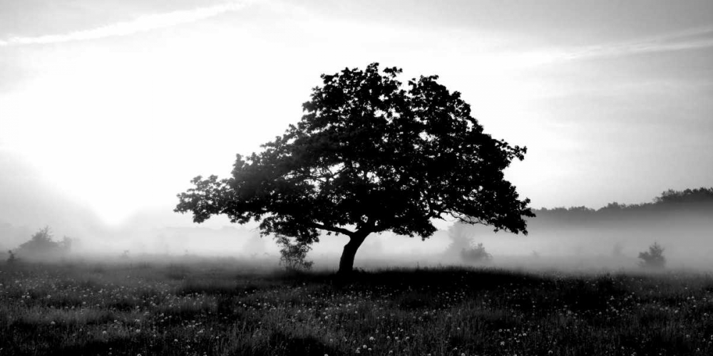 Solemn Tree art print by PhotoINC Studio for $57.95 CAD