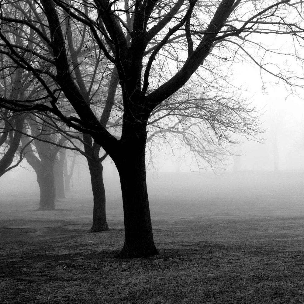 Trees art print by PhotoINC Studio for $57.95 CAD