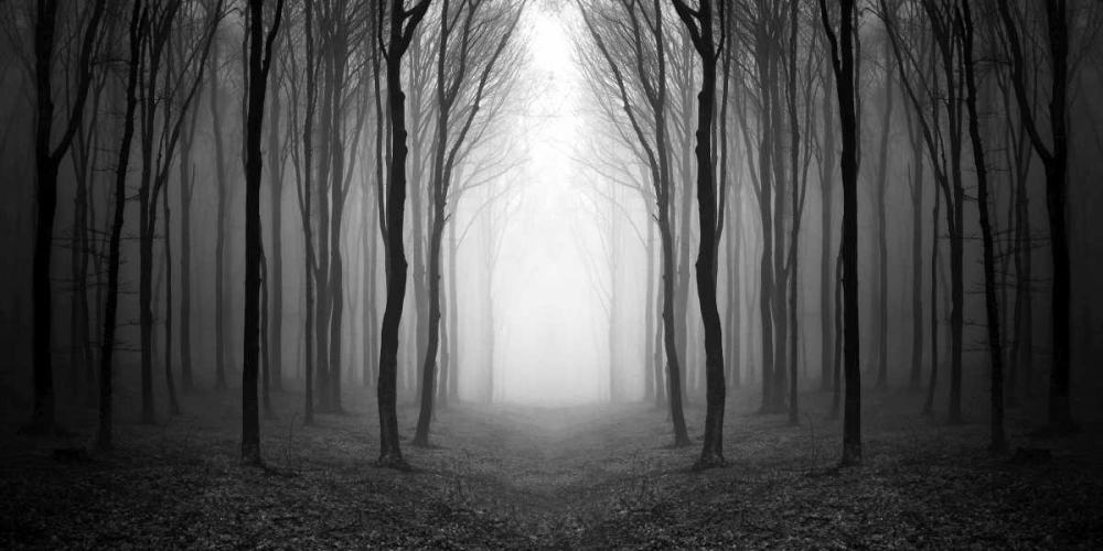 Dark Woods art print by PhotoINC Studio for $57.95 CAD