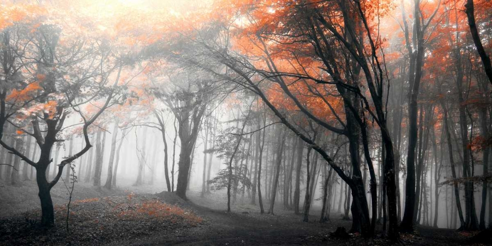 Autumn Woods art print by PhotoINC Studio for $57.95 CAD