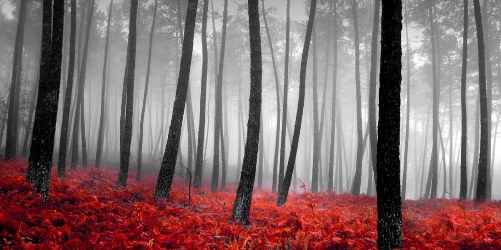Autumn Woods art print by PhotoINC Studio for $57.95 CAD