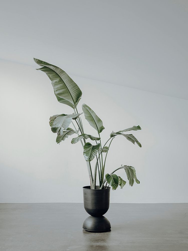 Portrait of a Plant art print by Incado for $57.95 CAD