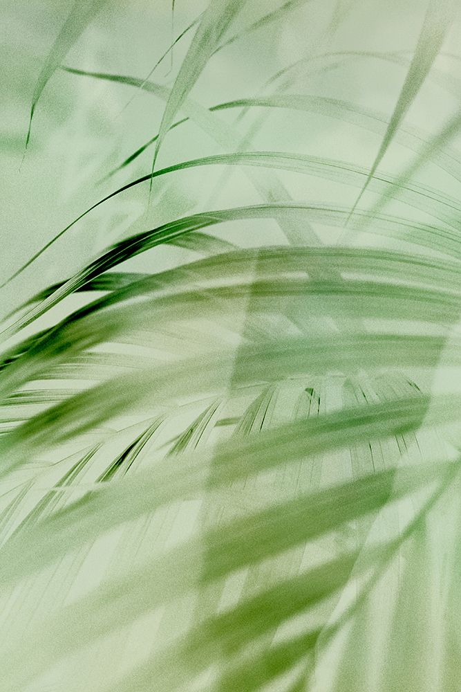 Sage Palm art print by Incado for $57.95 CAD