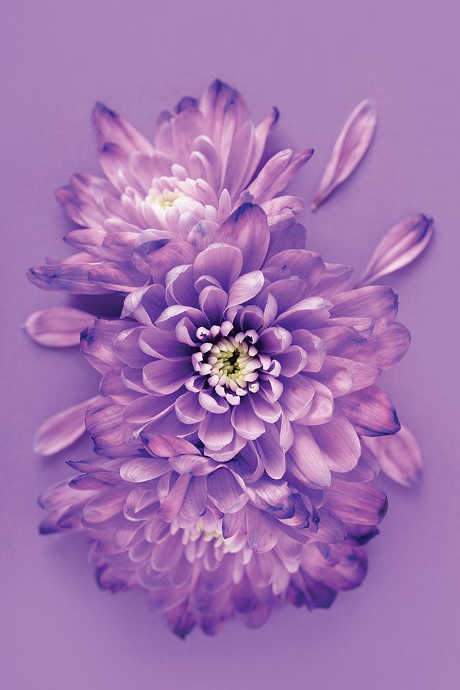 Lavender Chrysanthemums art print by Incado for $57.95 CAD