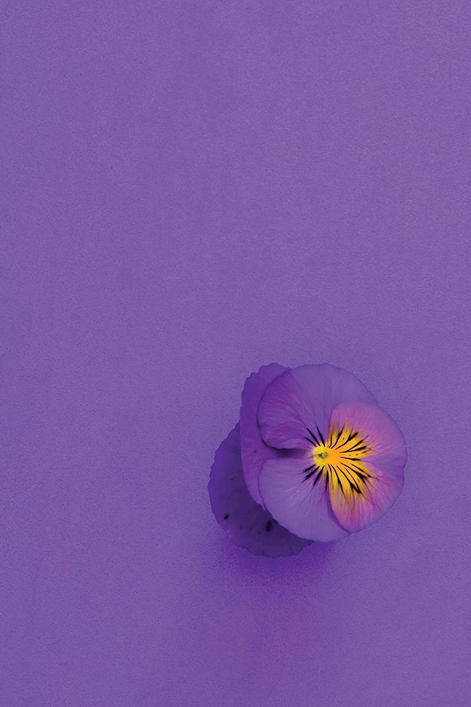 Lavender Pansy art print by Incado for $57.95 CAD