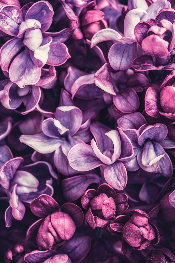 Shades of Purple art print by Incado for $57.95 CAD